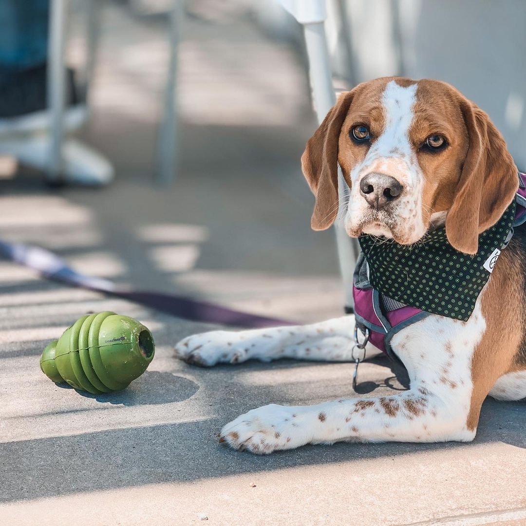 Pet Heaven Toy Sale - up to 50% off! 🐾⁠ Sale ends tomorrow! 
⁠
Shop the pawfect toy for your pet on our toy sale: petheaven.co.za 
⁠
📸 @speckledfreckledkiwii ⁠
⁠
 #shopping #shop #discount #onlineshopping #dogs #cute #dogstagram #sale #toysale