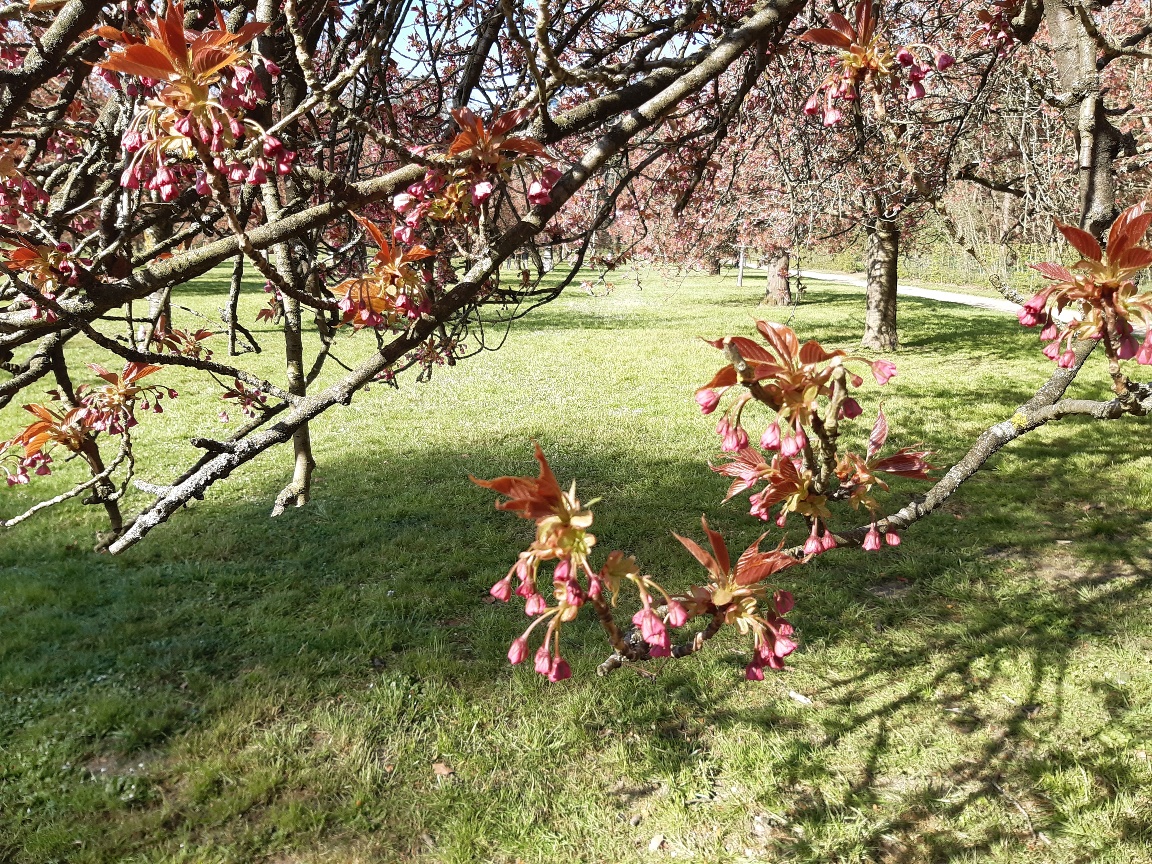 SceauxMP's tweet photo. #PointFloraison
Quelques photos prises ce matin dans le bosquet nord du #ParcDeSceaux 🌸
Ça progresse... 😉
📷 CD92 / J. Houvet
#WorkInProgress #sakura #hanami #CerisiersDuJapon https://t.co/OpCnbf5uvx