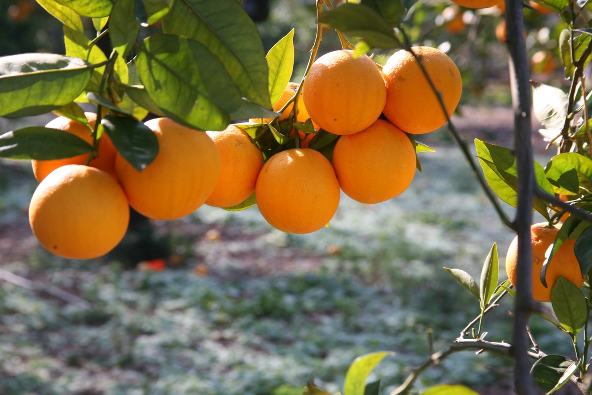AgriculturaGOIB's tweet photo. ☝️Avui és el #DiaMundialDeLaSalut. Sabíeu que importar aliments de fora de les Balears és, de mitjana, fins a 3,4 vegades més contaminant que consumir i distribuir #productelocal?
Apostar pel producte d'aquí és apostar per la salut. #TriamLocal https://t.co/fqYxgG8sgj