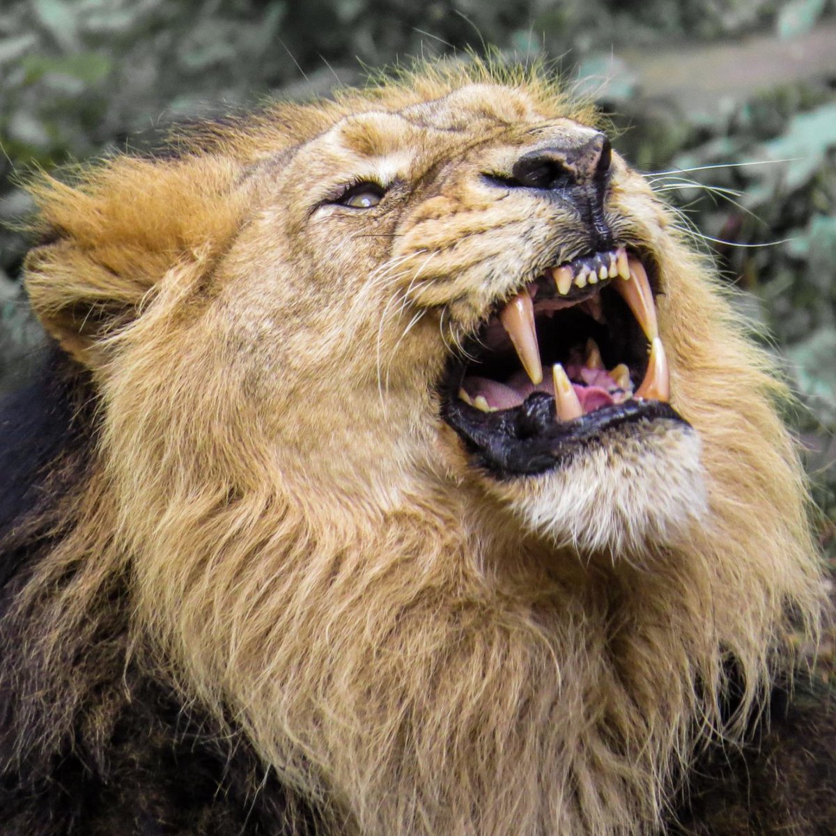 We've launched a new #Petition in collaboration with <a href="/RSPCA/">RSPCA Australia</a>, calling for review and reform of the laws on the private keeping of Dangerous Wild Animals in the UK. Sign the Petition, see our Q&amp;A, and take action in your local area: bit.ly/3dD1JHh #BritainsTigerKings