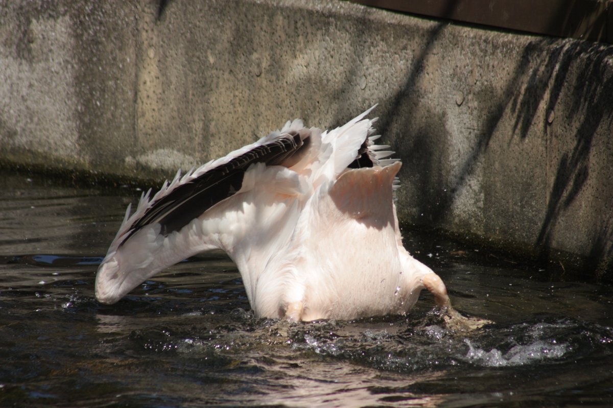 🌊🌊(2021.04.07) #金沢動物園 #モモイロペリカン
