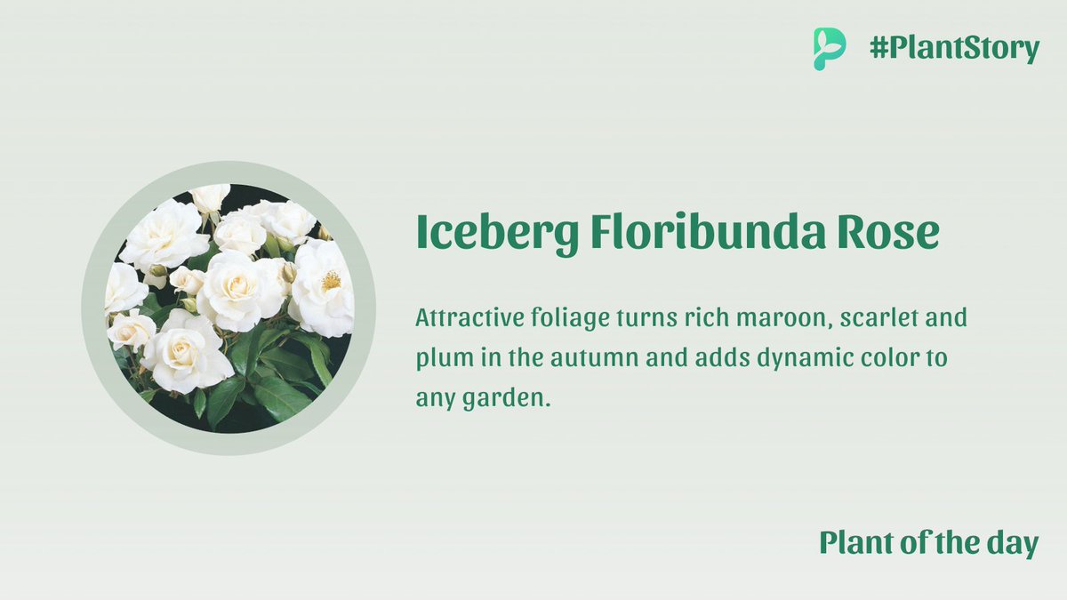 palmstreetapp's tweet photo. This legendary, carefree rose bursts with huge clusters of large, pure white, lightly honey-scented blooms all season long. Light green, glossy foliage provides a lovely backdrop to the flowers. #plantstory #plantoftheday #identifyplants #gardening #GardenersWorld https://t.co/y84UEJtGrK