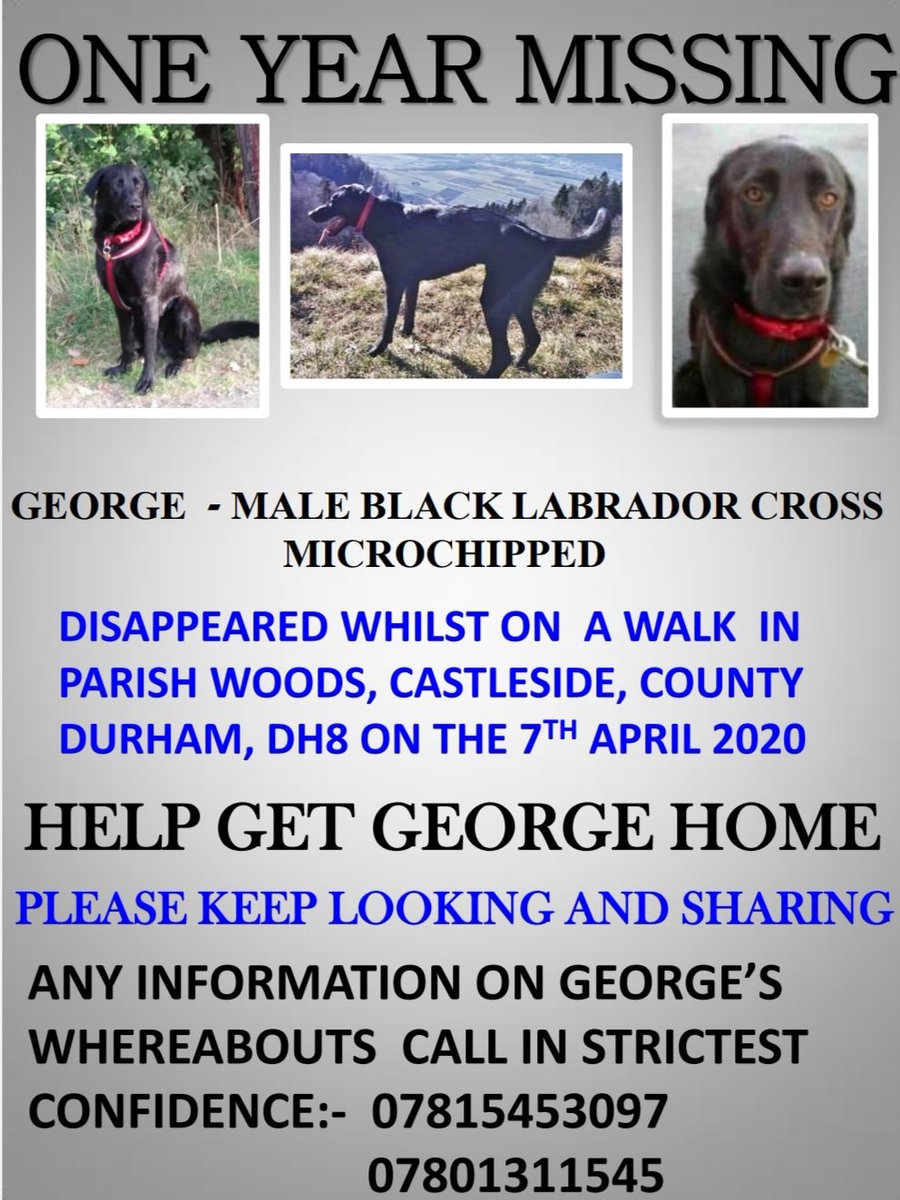 #FindGeorge #twittetstorm tonight between 8pm and 9pm #missing since 7/4/2020 #1 whole year #Castleside #Durham #DH8 Join in and help get this boy home <a href="/Trapteam9/">Trapteam</a> <a href="/CoDurhamAlert/">County Durham Alert</a> <a href="/MissingPetsGB/">Missing Pets GB</a>
@FINDMISSINGDOGS <a href="/MissingPetForum/">MissingPetForum</a> <a href="/MissingPaw/">The Missing Paw Team Uk</a> <a href="/missing_pets1/">Missing_Pets1</a>
