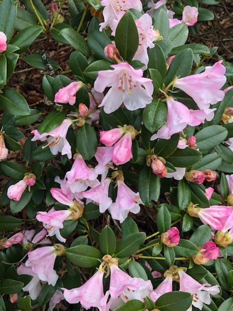 Castlehilldevon's tweet image. The 'Lucy Lou' has striking white flowers held on lax trusses with contrasting black stamens, and this pink flowered 'Cilpinense' has delicate pink blooms that appear to reflect bright light, even on a dull day.

#rhododendron #cilpinense