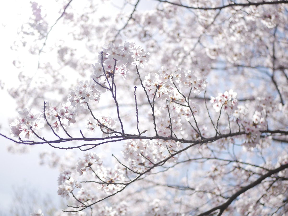 fumityu1204's tweet photo. 久しぶりの投稿！
桜が綺麗やった！
#カメラ好きな人と繋がりたい 
#写真好きな人と繋がりたい 
#写真撮ってる人と繋がりたい 
#カメラ初心者 
#カメラ友達募集
#滋賀
#桜 https://t.co/r7dKMq24YG