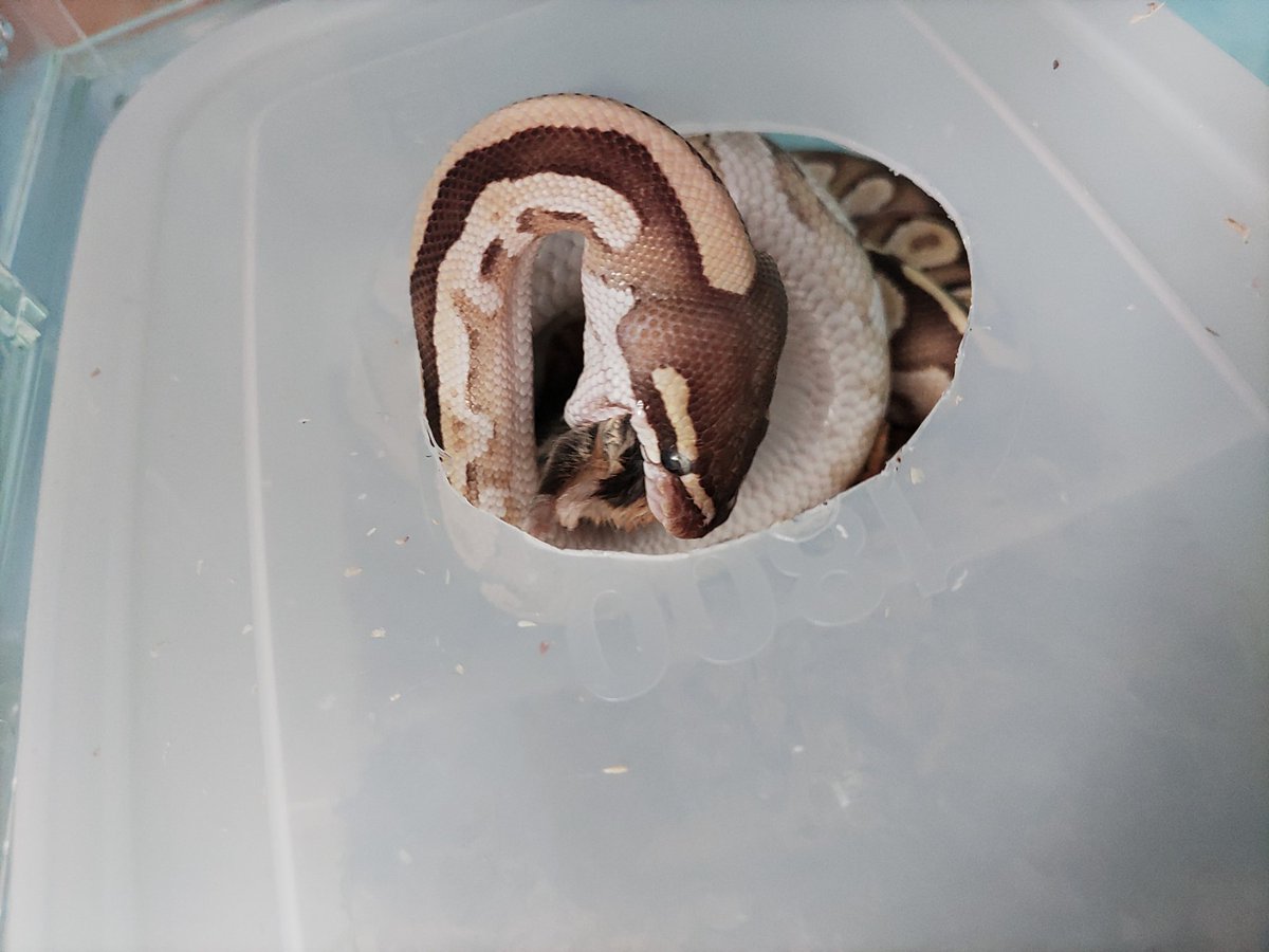 Tokotoko Tokotoko Twitter