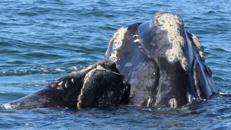 CBCNS's tweet photo. Endangered right whales have biggest baby boom since 2015 https://t.co/A64vF0bBYc https://t.co/JTtUzcotpc