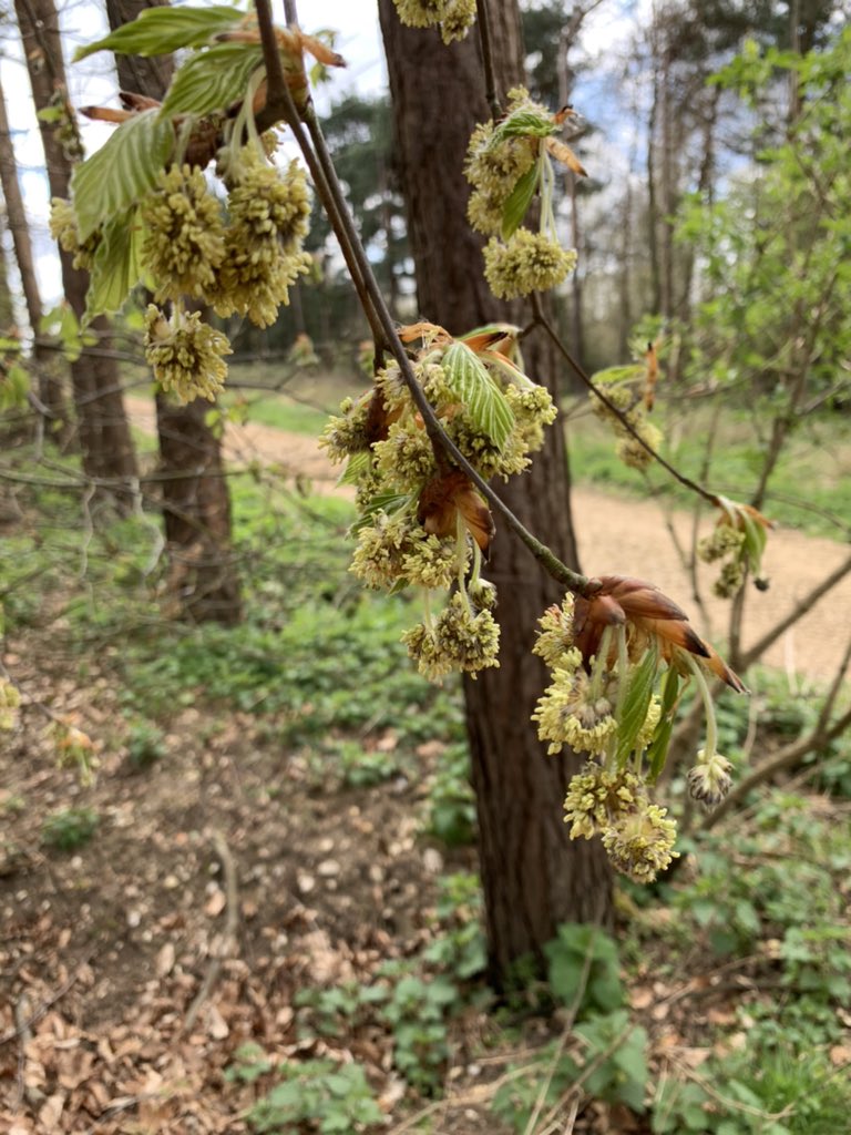 chalkybennett81's tweet photo. Spring time is upon us. Time to appreciate the flowers on our native trees. @FPCRltd @ArbAssociation #BlossomWatch #SpringWatch #trees https://t.co/U6BjGeUWpV