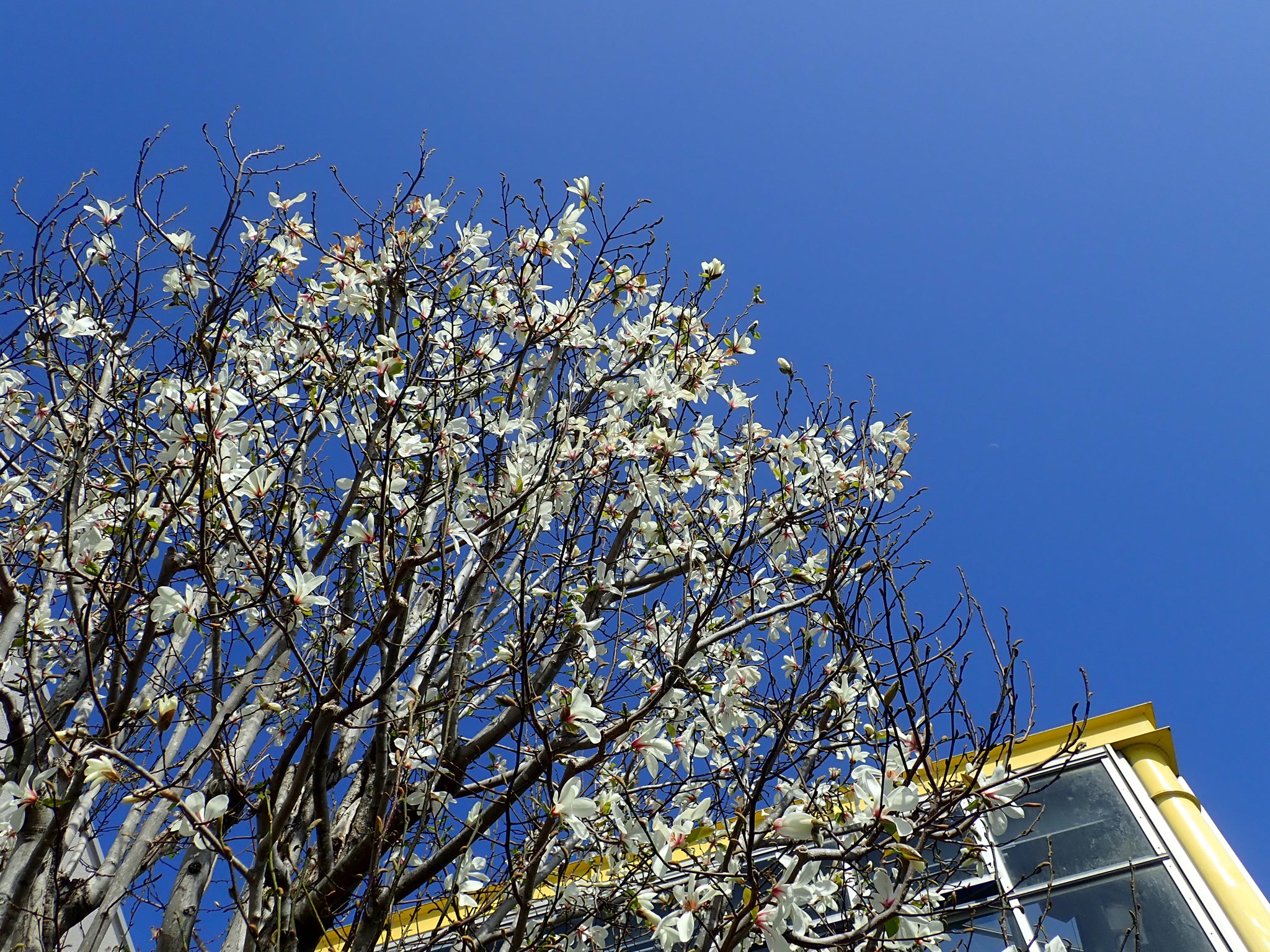 ｏａｔアグリオ株式会社 花クイズ この白色の花は 何の花でしょうか 正解はコブシの花 握りこぶしに見えることが由来ですが この和名の コブシ が学名 英名にも 花言葉は 友情 友愛 愛らしさ 3月8日 3月24日の誕生花です