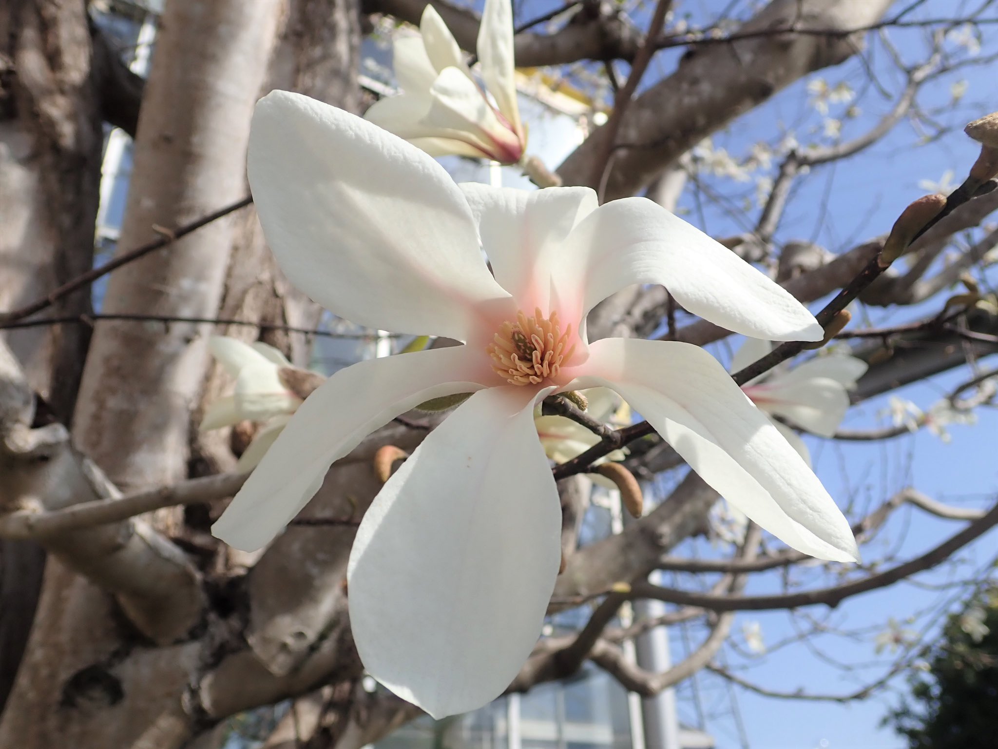 ｏａｔアグリオ株式会社 花クイズ この白色の花は 何の花でしょうか 正解はコブシの花 握りこぶしに見えることが由来ですが この和名の コブシ が学名 英名にも 花言葉は 友情 友愛 愛らしさ 3月8日 3月24日の誕生花です