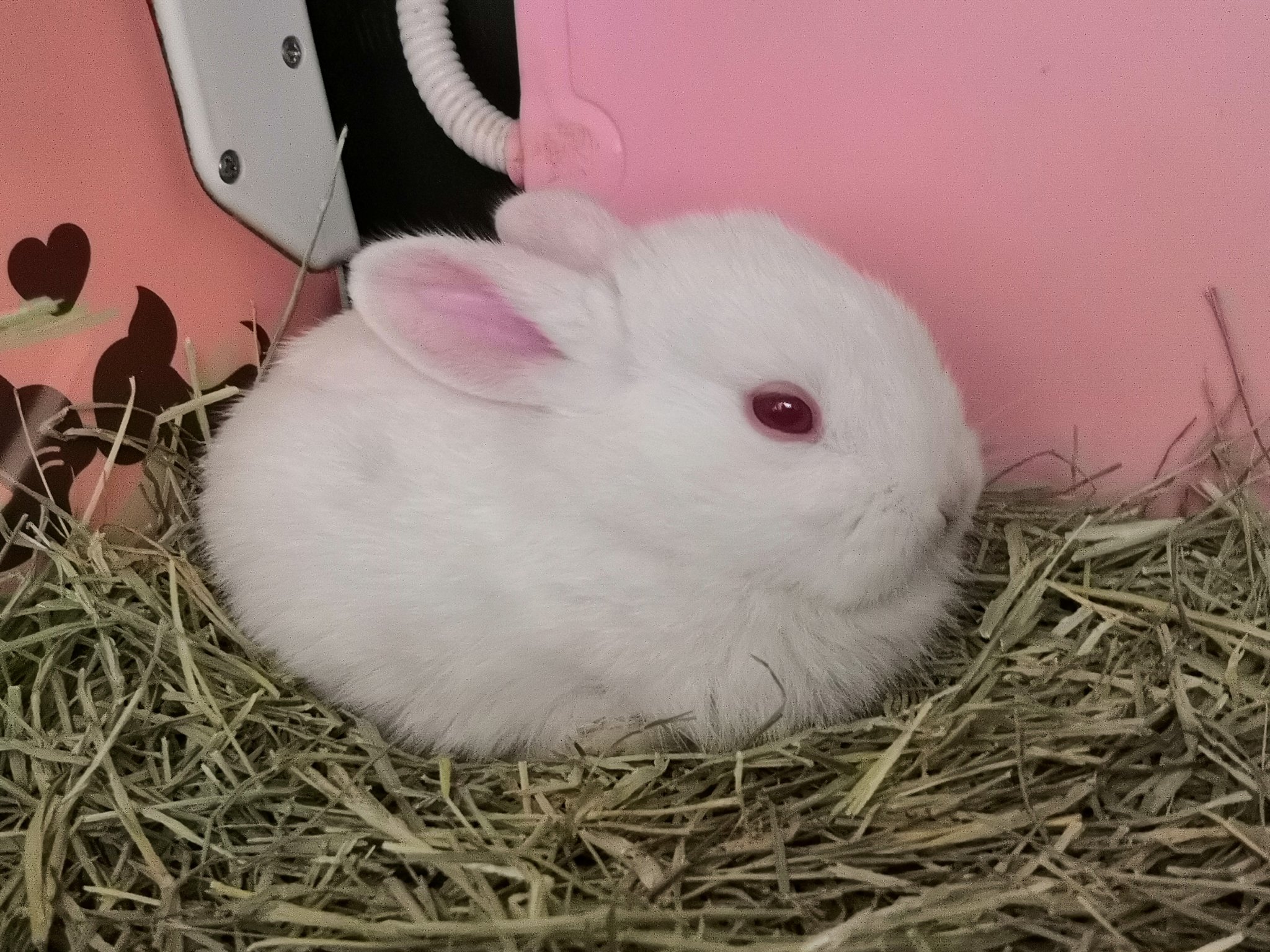 シナモンのキセキ マミ デフォルメしたうさぎさんのイラストそのまんまが 現実に あ あれはデフォルメではなかったんですね 保護うさぎ 佐渡っこ 佐渡っこ二世 汐音ベビーズ だるまうさぎレスキュー T Co Xsylf8n2ct Twitter