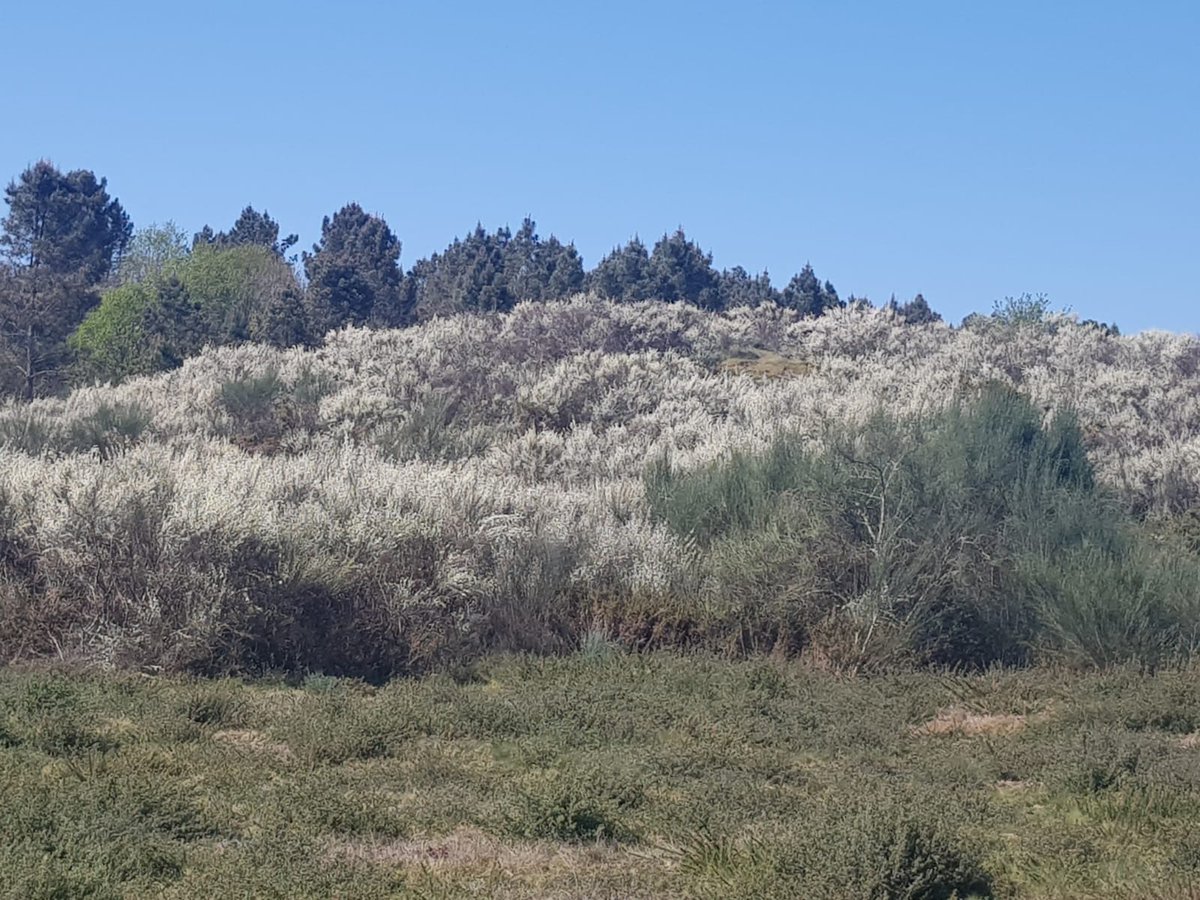 TrasnoM's tweet photo. Hoxe amósovos as fermosas flores🌼da Xesta Branca, "Cytisus multiflorus" (L´Hér.) Sweet, que os que moran máis preto do Atlántico non están moi acostumados a ver nos MONTES. https://t.co/DFlZfSdEdm