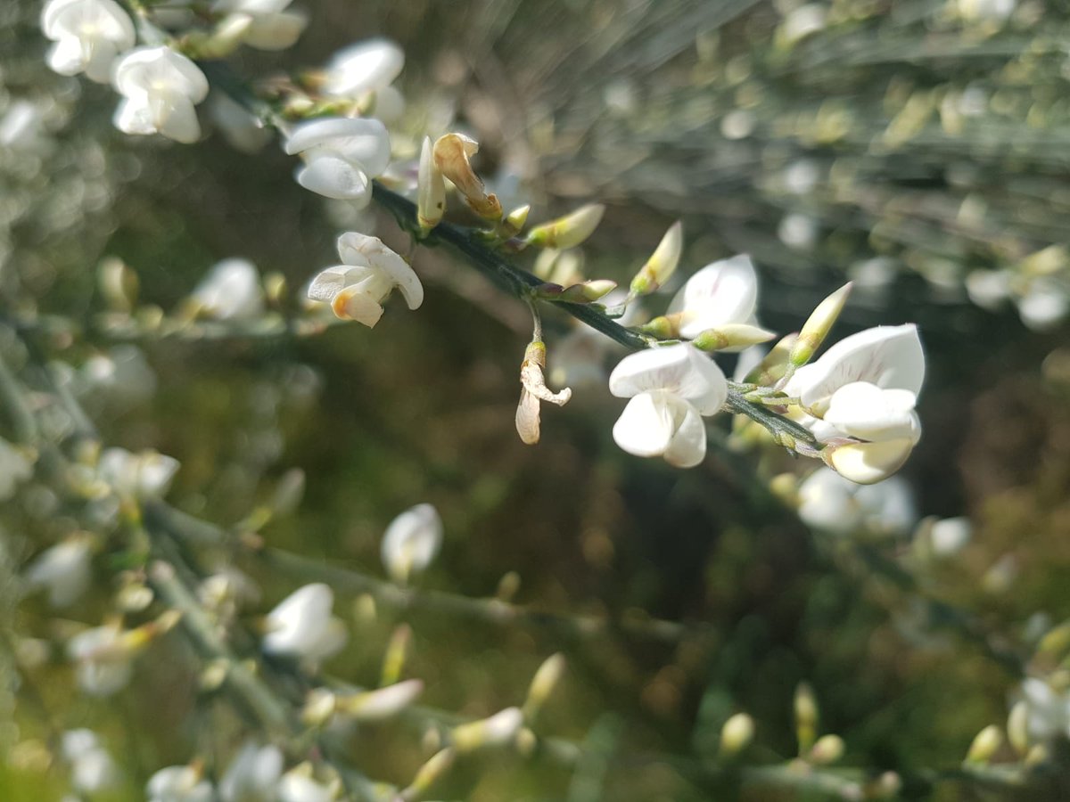 TrasnoM's tweet photo. Hoxe amósovos as fermosas flores🌼da Xesta Branca, "Cytisus multiflorus" (L´Hér.) Sweet, que os que moran máis preto do Atlántico non están moi acostumados a ver nos MONTES. https://t.co/DFlZfSdEdm