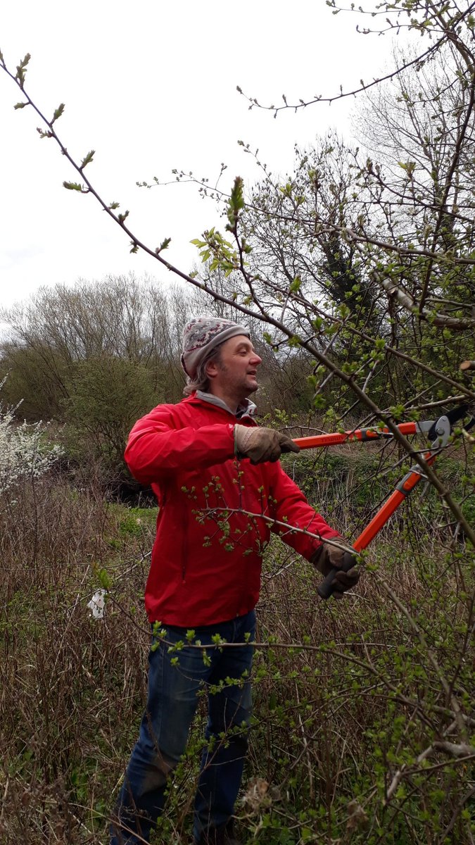fruitnutvillage's tweet photo. A quick visit to #TenAcres #Pearthorn this morning to care for it...before a little pruning at #SellyOakNorth #SecretGarden https://t.co/Ye0nbFqNx4