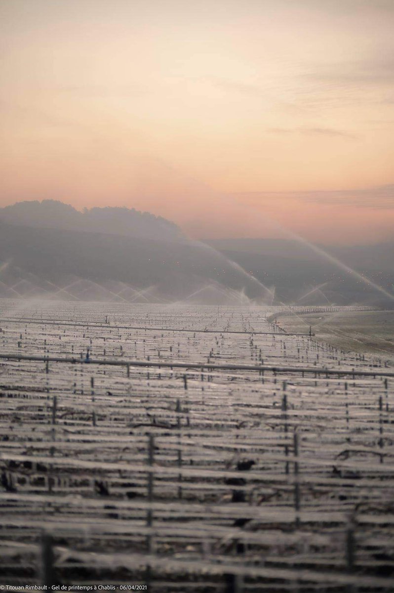 Impressive water sprinklers to protect the vine buds from frost #chablis2021 #chablis #wine #winesoffrance #borgundy #sommelier