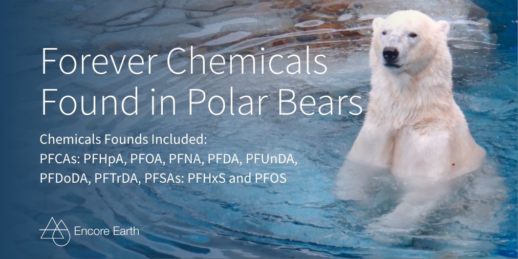 Encore_Earth's tweet photo. As they’re man made, you might be quick to assume that #PFAS #contamination is limited to areas where #wildlife constantly interacts with human influence. 

Unfortunately, that’s far from the case as it’s been found that PFAS have effected #polarbears in the Arctic Ocean https://t.co/D8tD5wh7ve