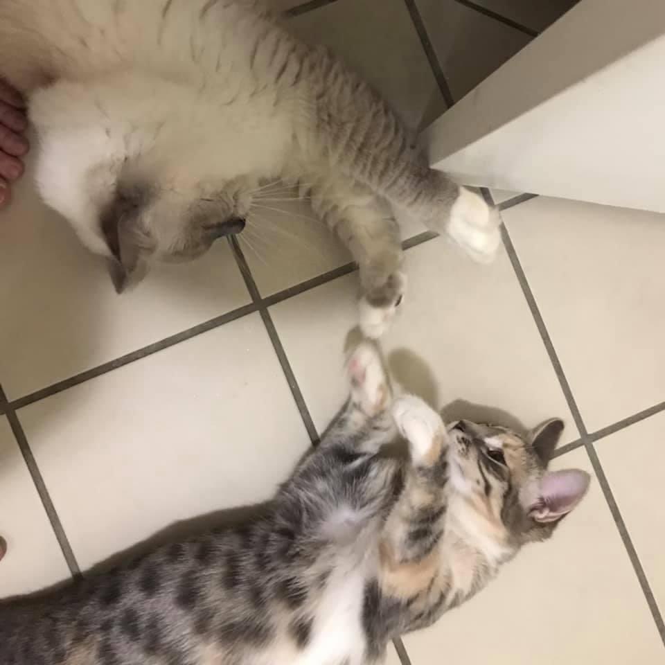Mxteez_'s tweet photo. My cats are my favourite thing in the whole world 🥰✨ https://t.co/BlMGr57Qfq