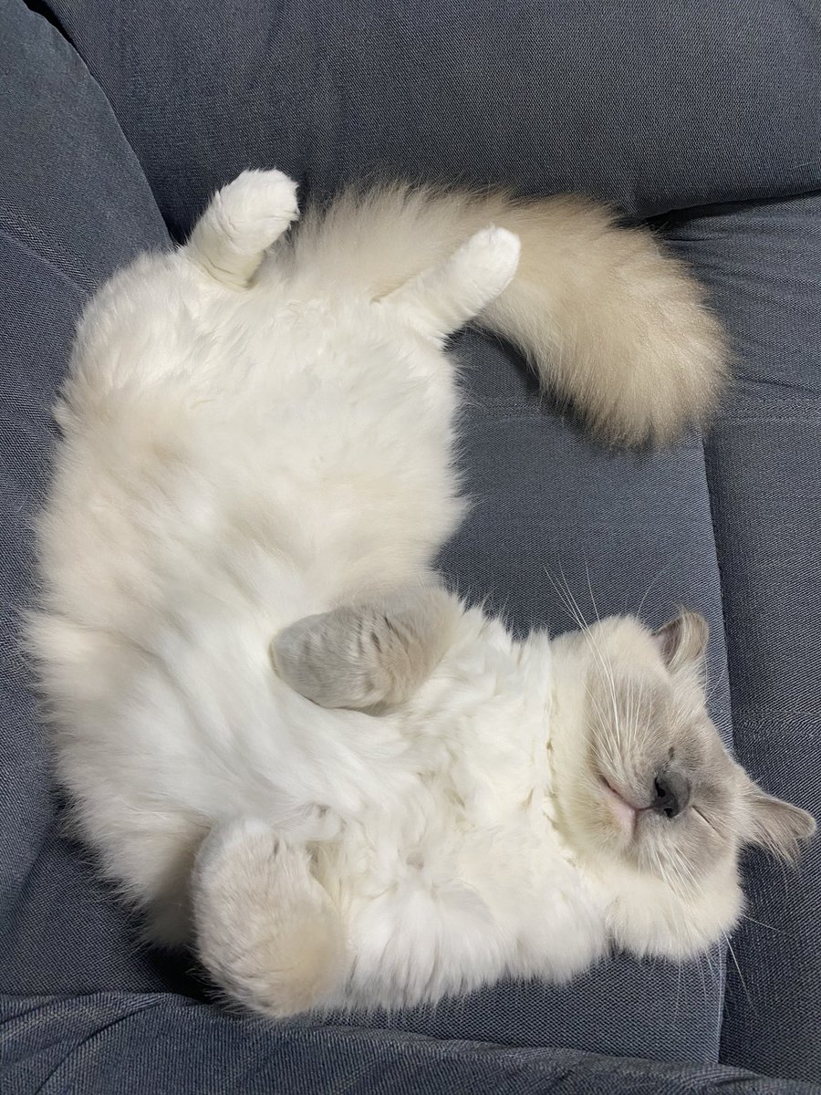 Mxteez_'s tweet photo. My cats are my favourite thing in the whole world 🥰✨ https://t.co/BlMGr57Qfq