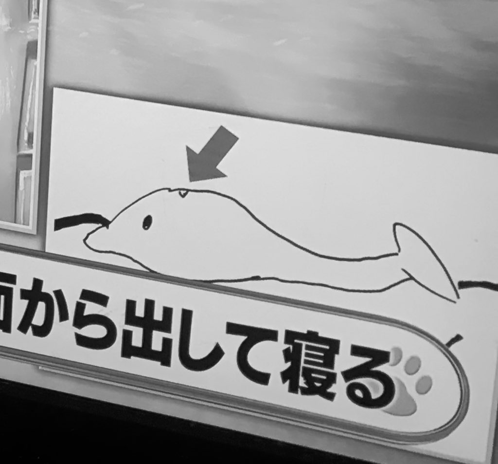 ワールド極限ミステリーで イルカ が話題に 2ページ目 トレンドアットtv