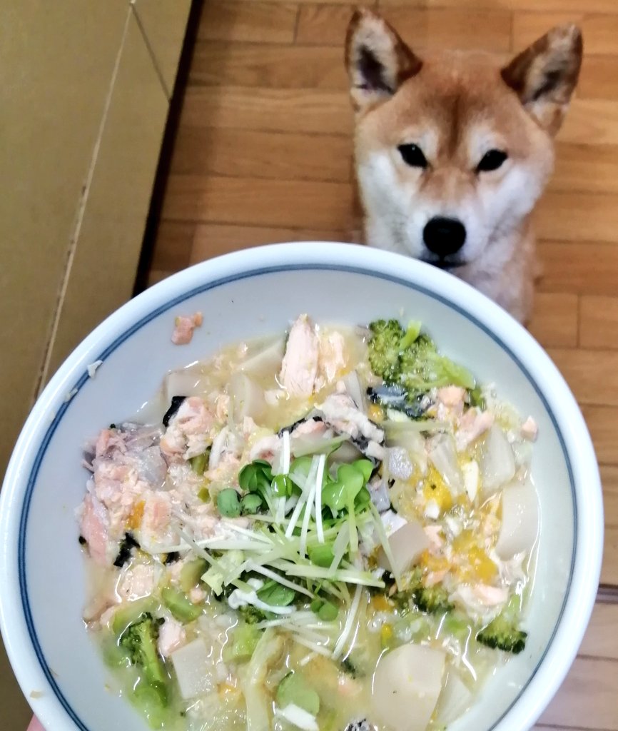 柴犬麦と犬ごはん 今夜の 犬ごはん サーモン アラ オートミール 白菜 ブロッコリー エリンギ カイワレ カボチャ少し その他 春キャベツ 鶏胸肉少し 手作り犬ごはん ワンごはん