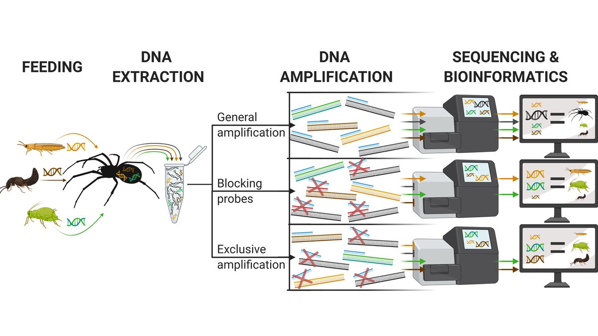 JordanCuff's tweet image. 🧬🧑‍🔬💧MOLECULAR ECOLOGISTS AND METABARCODERS 🍽🪲🧬

I wrote about metabarcoding primers (how they work, how to design them, how wonderful they are, etc.) for those new to the molecular rollercoaster since I didn’t know of an accessible and detailed guide!
biocoenosis.org/2021/03/29/pri…