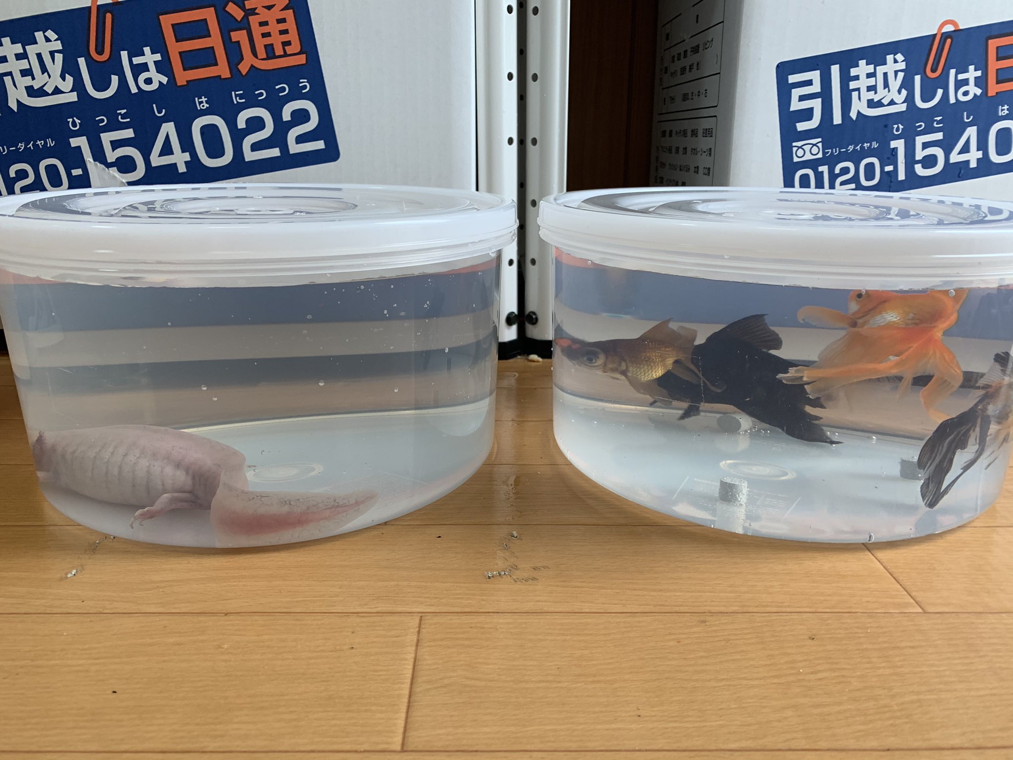 تويتر ぴよ カエルと暮らす على تويتر 落ち着いてきたのでペット達との長距離引越しの事を 今回は高速で12時間 休憩も挟んだので計16時間の長距離車移動をペット達全員を連れて行いました 心配でたまらなかったので郵送や業者には任せず 全員私と一緒に車で移動