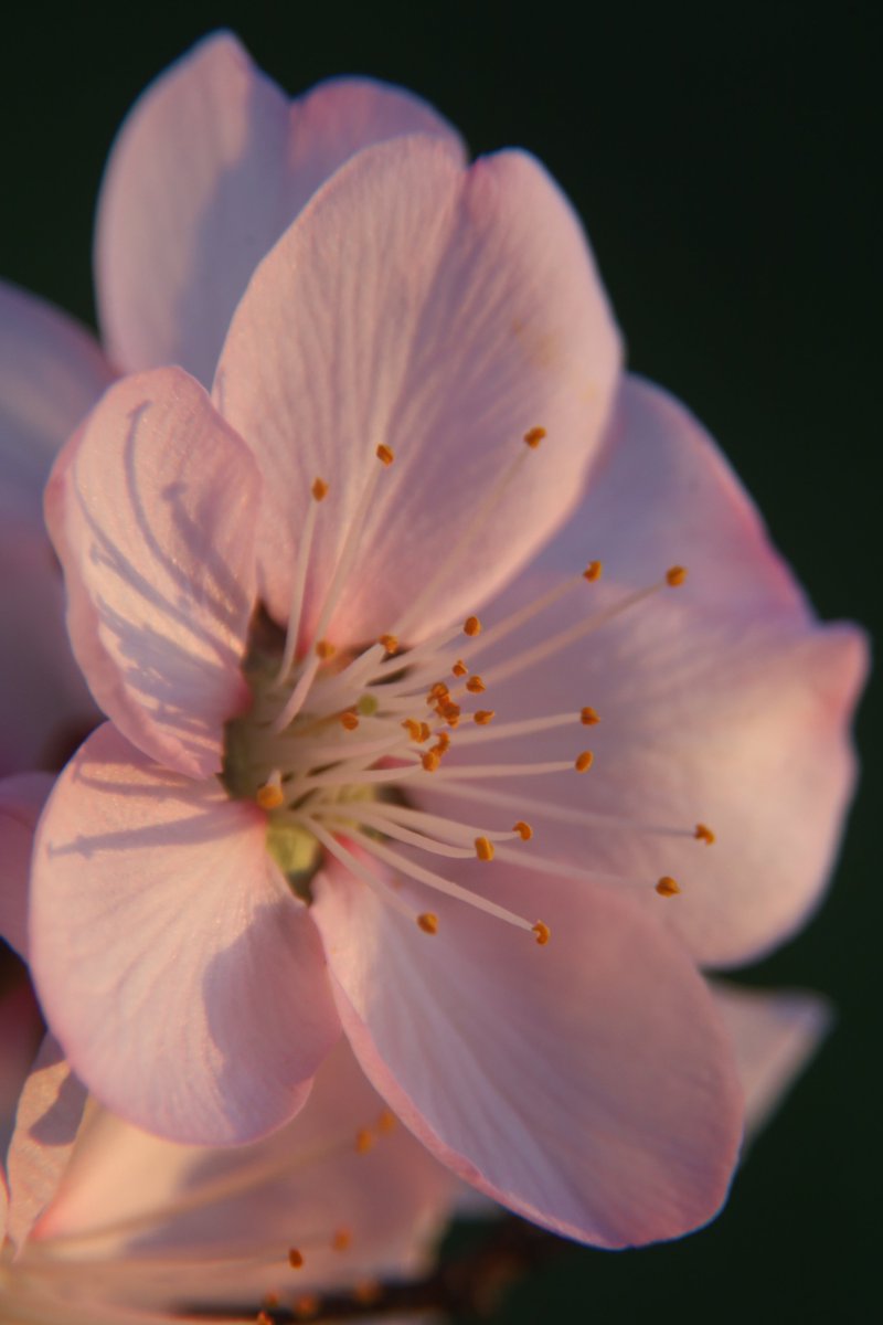 gontanokoneroku's tweet photo. Peach blossoms 😊 https://t.co/ohHyhgV5hx