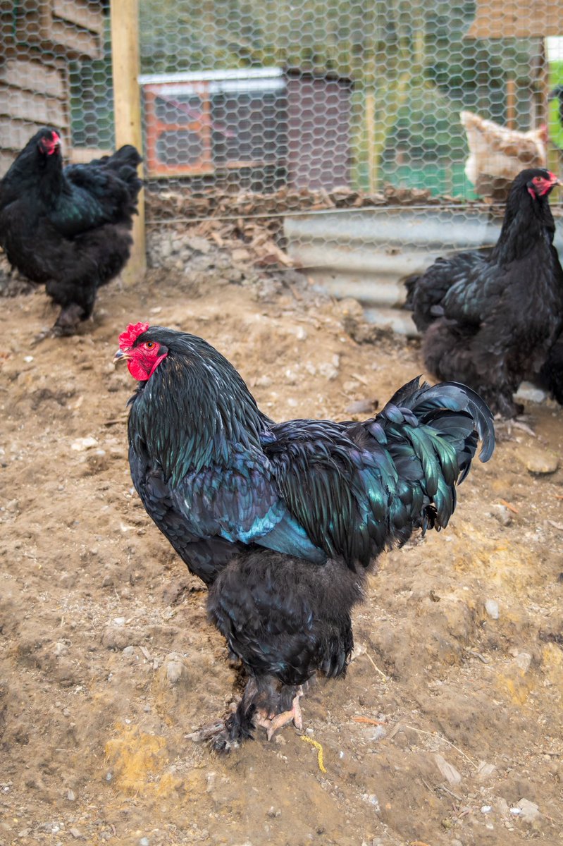 SFeldo's tweet image. #Backatcha