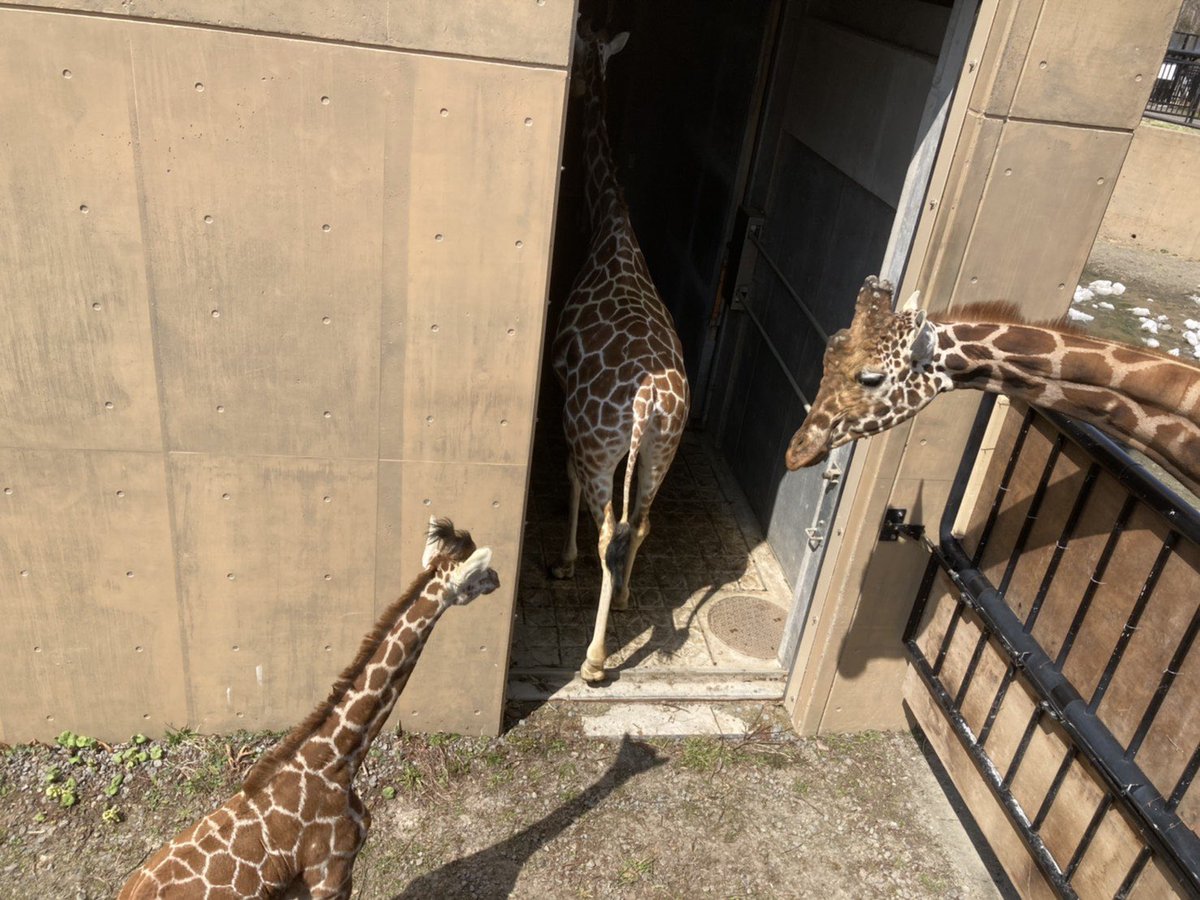 旭川市旭山動物園 公式 本日のキリン親子 こども サブ放飼場へ出ました ５分ほどで室内へ戻って行きました 旭山動物園 Asahiyamazoo キリン アミメキリン Giraffe ゲンキ 結 キリンのこども きりん舎 担当者撮影 T Co