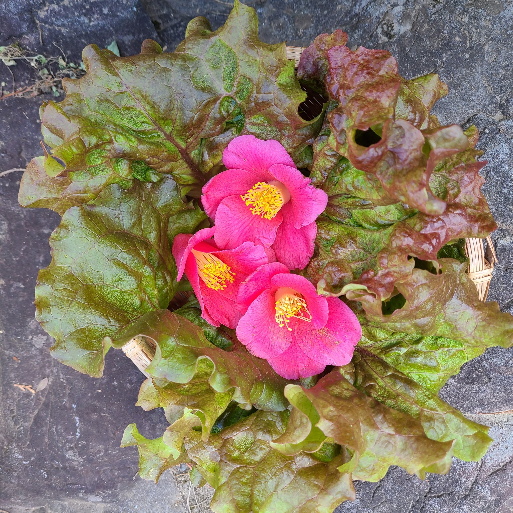 信州発 家庭菜園 Q S Natural Garden もうすぐ椿の花も終了 毎朝採れるレタスと一緒に リーフレタス レッドチャーミング T Co A1xk6tnnpx Twitter