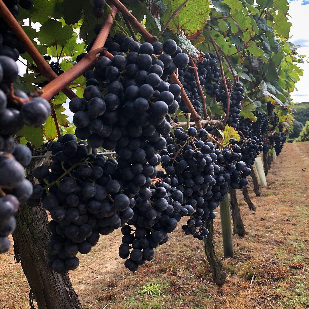 Our wine of the month just has to be our newly released Gamay Noir 2020. Produced using single varietal Gamay Noir, just 2,000 bottles of this light, fruity red wine have been produced.

Find out more &amp; order online at biddenden.myshopify.com/collections/fr…