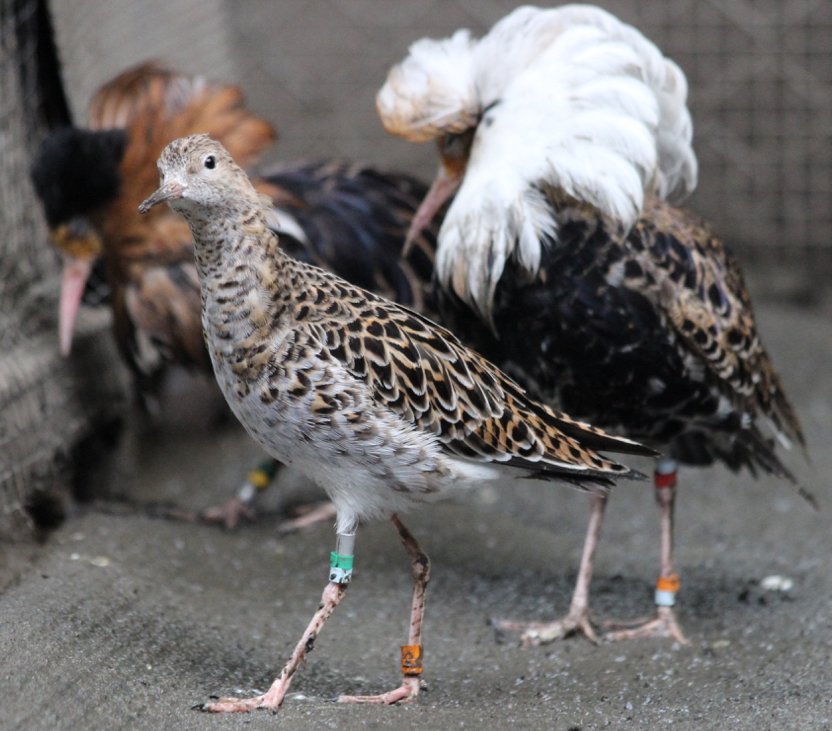 Clemens Kuepper (@chorlnev) on Twitter photo 📢#Phd opportunity to work on #transcriptomics, #splicing and #generegulation of ruffs with myself and Katja Nowick. Funded for 3 years by <a href="/dfg_public/">DFG public | @dfg_public@wisskomm.social</a>. Lots of sequencing. Please RT (1/2) #Behaviour #Genomics #ornithology 📢#Phd opportunity to work on #transcriptomics, #splicing and #generegulation of ruffs with myself and Katja Nowick. Funded for 3 years by <a href="/dfg_public/">DFG public | @dfg_public@wisskomm.social</a>. Lots of sequencing. Please RT (1/2) #Behaviour #Genomics #ornithology