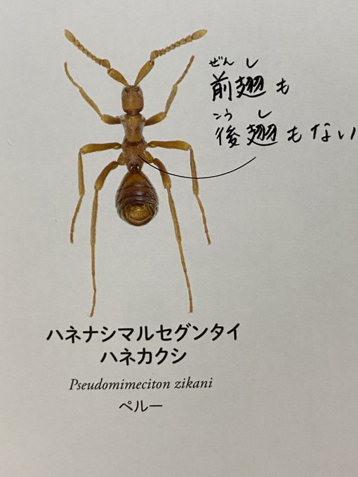 アリの巣のtwitterイラスト検索結果