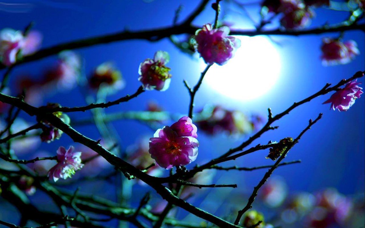 Прекрасной весенней ночи. Весеннее полнолуние. Безмятежной ночи. Хокку о весне басе. Весенняя ночь читать.