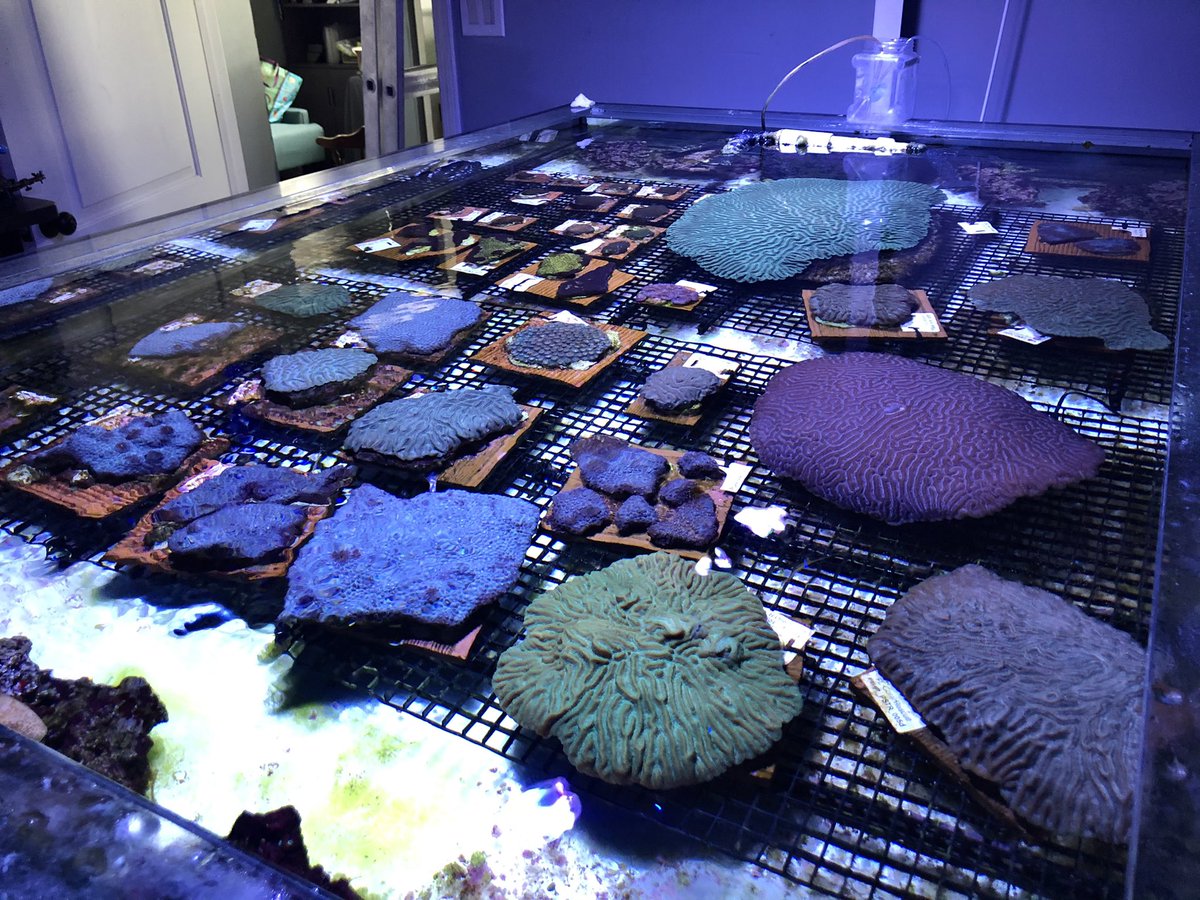 It’s a beautiful morning to preserve stony coral species and restore our reefs! 💙 

In this rescue tank we have boulder brain coral, star coral, maze coral, golfball coral, and more! 

Visit reefinstitute.org to donate or learn more information about what we do!