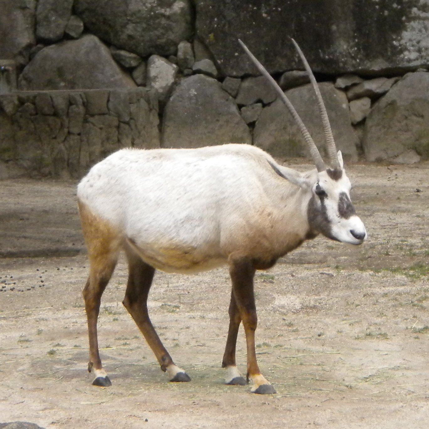 Ryu郎 A Twitter 昨日のバクに続いて日本で飼育されているオリックスも全て見ることが出来ました オリックス と聞けば多くの人が野球チームか生命保険会社のことを想像するかもしれませんが 実物のオリックスはこんなにもカッコいい動物です 皆さんも是非日本の