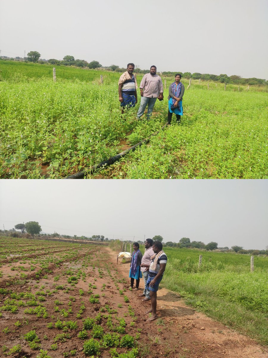 Prathib77972783's tweet photo. @CNarayanpet @MJSudhakar7 @AeoParshuram visited sesame and groundnut fields at jinnaram vill marikal mandal https://t.co/kaivpg9qxL