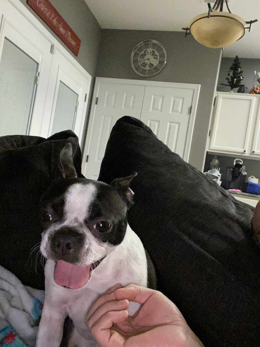 jhern81's tweet photo. Happy 5th Cake Day to the princess of the Hernandez Family ‼️ Not sure what @amylv13 and I did to deserve her, but we are truly blessed to call this little lady our daughter. 
#HernandezClan #DogParents https://t.co/Jj01X8Y2hb