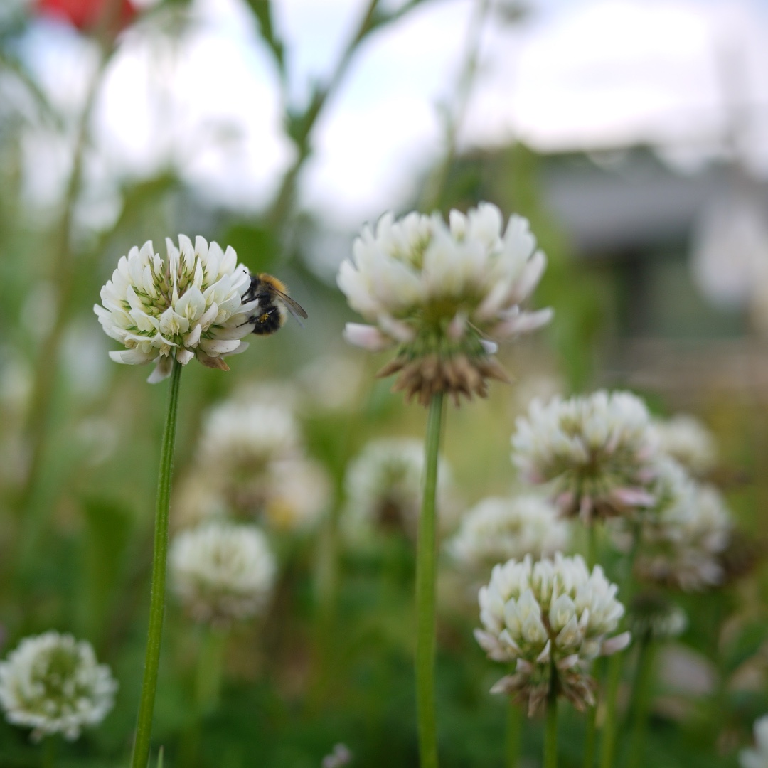 seed_ball's tweet photo. We love seeing where you scatter your seed balls... This rusty old wheelbarrow was turned into a bee pit-stop filled with white clover and buzzing all summer long. 
https://t.co/pwcxGJVRjM

#seedballs #beeball #wheelbarrow #plantsforpollinators #feedbees #easyseeds #allotmenteer https://t.co/TmxaZzz7Jy