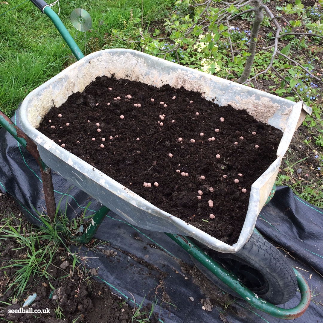 seed_ball's tweet photo. We love seeing where you scatter your seed balls... This rusty old wheelbarrow was turned into a bee pit-stop filled with white clover and buzzing all summer long. 
https://t.co/pwcxGJVRjM

#seedballs #beeball #wheelbarrow #plantsforpollinators #feedbees #easyseeds #allotmenteer https://t.co/TmxaZzz7Jy