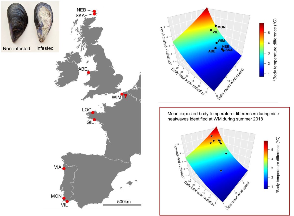 📢 New paper out in <a href="/GlobalChangeBio/">Global Change Biology</a>.
👉Foul‐weather friends: Modelling thermal stress mitigation by symbiotic endolithic microbes in a changing environment
🔗doi.org/10.1111/gcb.15…

<a href="/KatyNicastro/">Katy Nicastro</a>  <a href="/JonathMonsinjon/">Jonathan Monsinjon</a> <a href="/Louise_Firth_IE/">Louise Firth</a> <a href="/LaurentSeuront/">Laurent Seuront</a>
#biodiversity #climatechange