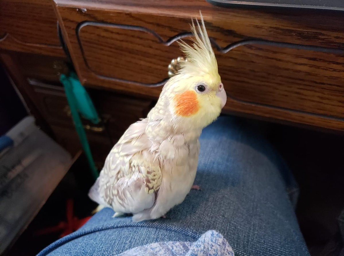 Pls retweet:
My cockatiel flew off today 03/23 by accident &amp; I'm asking if anyone finds her pls message me, my heart is breaking. Her name is Tut. She got startled &amp; bolted out the door. I live in Middletown PA. Please share
Call or text if you find her 352-212-7084. 
-Patty Beck