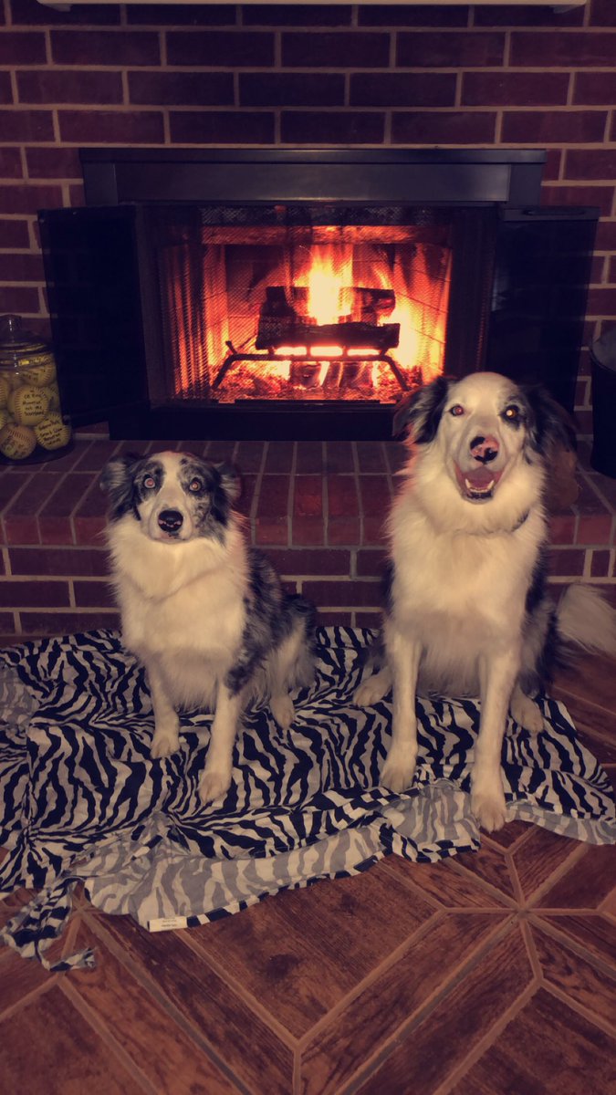 presbell17's tweet photo. Happy H A P P Y 4th Birthday to my babies, Bonnie &amp; Clyde! 💛💛 my obsession w/ them is absolutely healthy and I love them more &amp; more each day! #imactuallycrying https://t.co/HvIy8uYixA