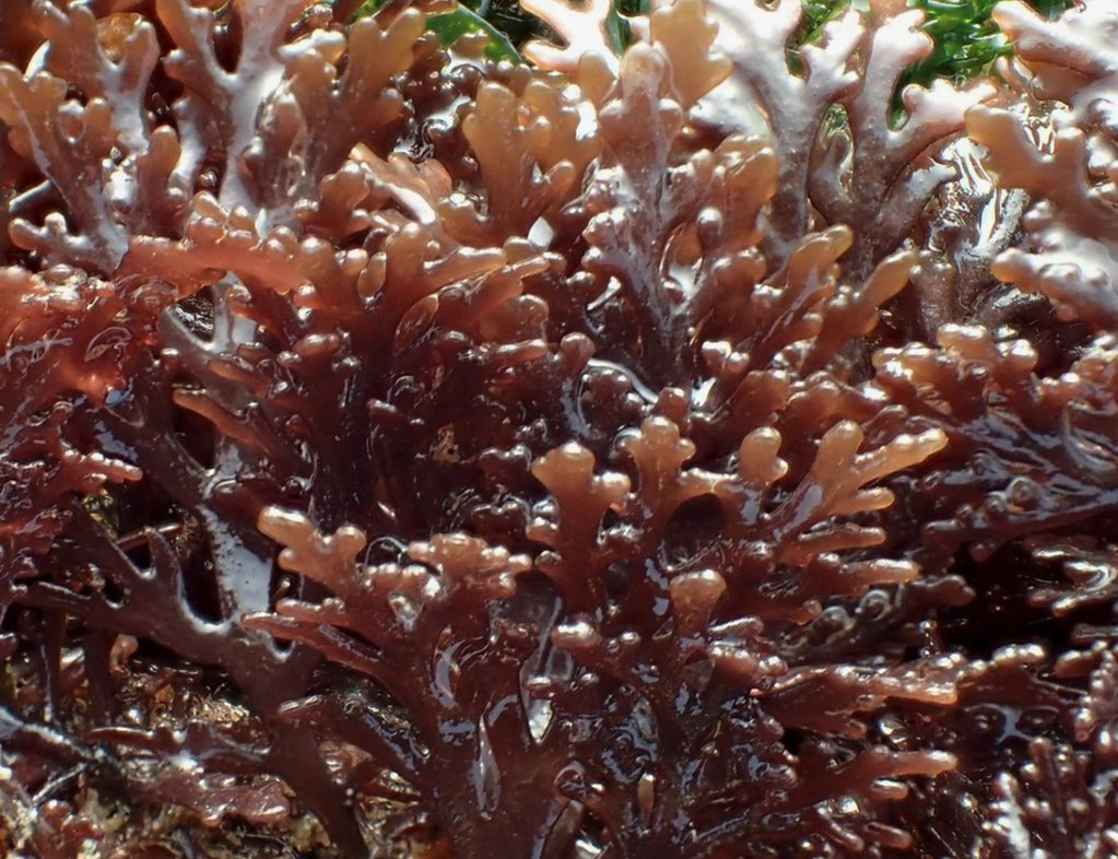 ShantySpirit's tweet photo. Pepper Dulse, "The Truffle of the Sea", surprising and intense.  It's best fresh from the shore and that's exactly how we use it. Vacuum distilled all by itself, we extract the fresh flavours as though you had picked it yourself from a rocky shoreline.#seaweed#chef#organic#drink https://t.co/i0NDiA0JKY