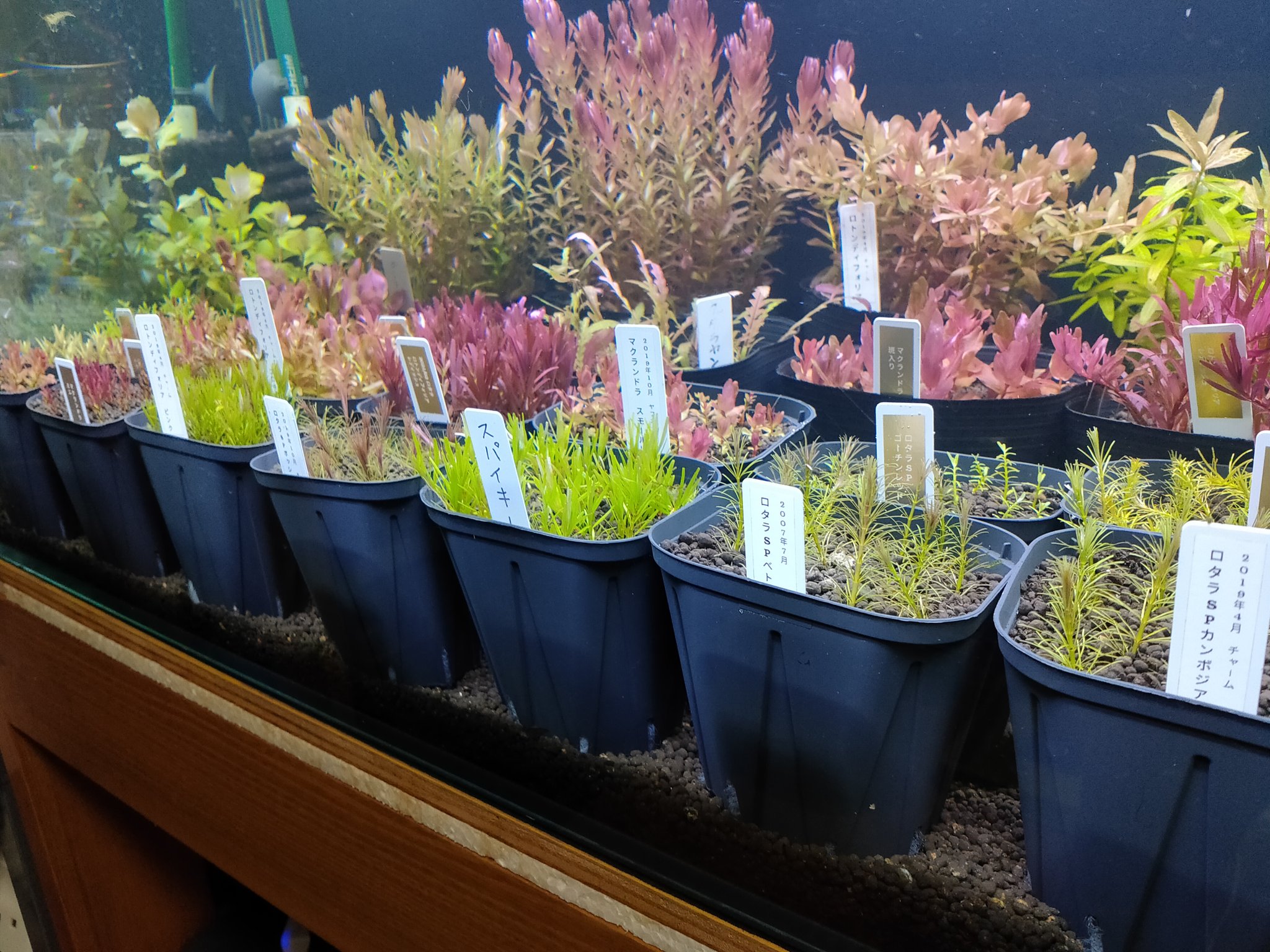 キボーデコ 毎度ロタラを差し戻しする度に 手間がかかり過ぎて有茎草の種類減らそうと思いつつ ついつい維持してしまいます あと安価なポリポットからスリット鉢ってやつに変えました 水草 有茎草 ロタラ