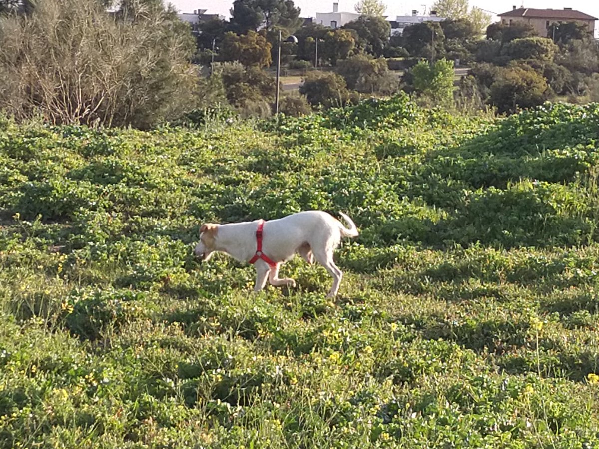 policiaboadilla's tweet photo. 🚩Necesitamos vuestra ayuda: 
Este #perro (con tres patas) está en la zona de Valdecabañas en #Boadilla, sí alguien reconoce al "perrete" o conoce a su propietario, por favor contactar con nosotros mediante mensaje privado. ¡¡¡Muchas gracias !!!
We❤️ 🐕 #animals #Animales https://t.co/13p9ogGj3P