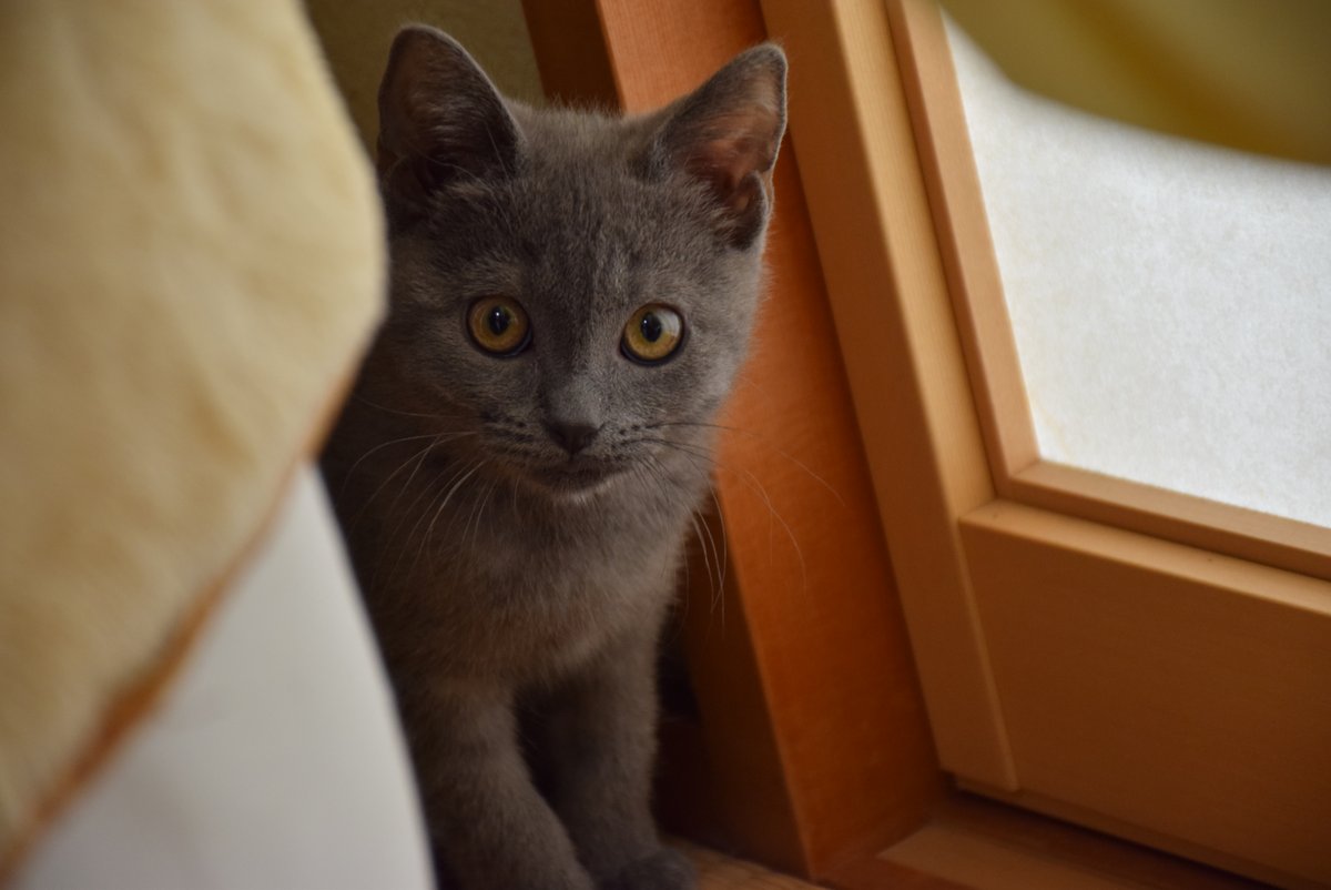 Midiariodelgato's tweet photo. El primer día que me convertí en familia estaba lleno de ansiedad.🥺
(The first day I became a family was full of anxiety)
#Gato #ViviendoConGato #AmanteDeLosGatos #ClubDeGatos #FotoDeGato https://t.co/thP88kqedN