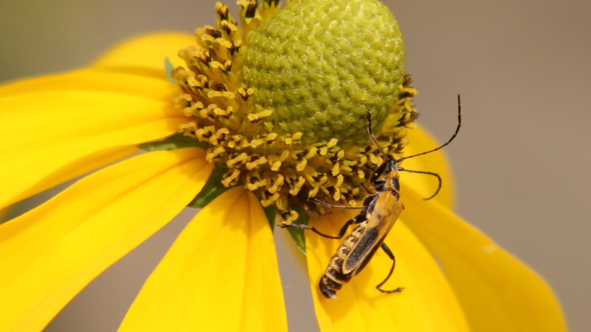 In the News: California Pollinator Coalition pledges to increase pollinator habitat on working lands. The CPC goal is to increase collaboration between agriculture and conservation groups for the benefit of biodiversity and food production. Learn more at pollinator.org/california-pol…