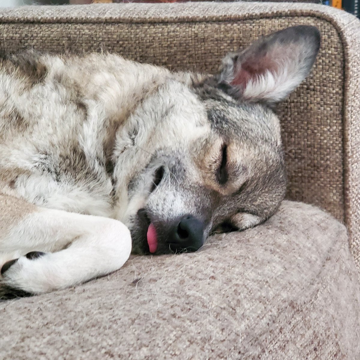 RoseyToesytv's tweet photo. A blep for your consideration. 
#DogsofTwitter #cute #doge #twitchdog #blep #sweetbean https://t.co/DTVQXwvhDk