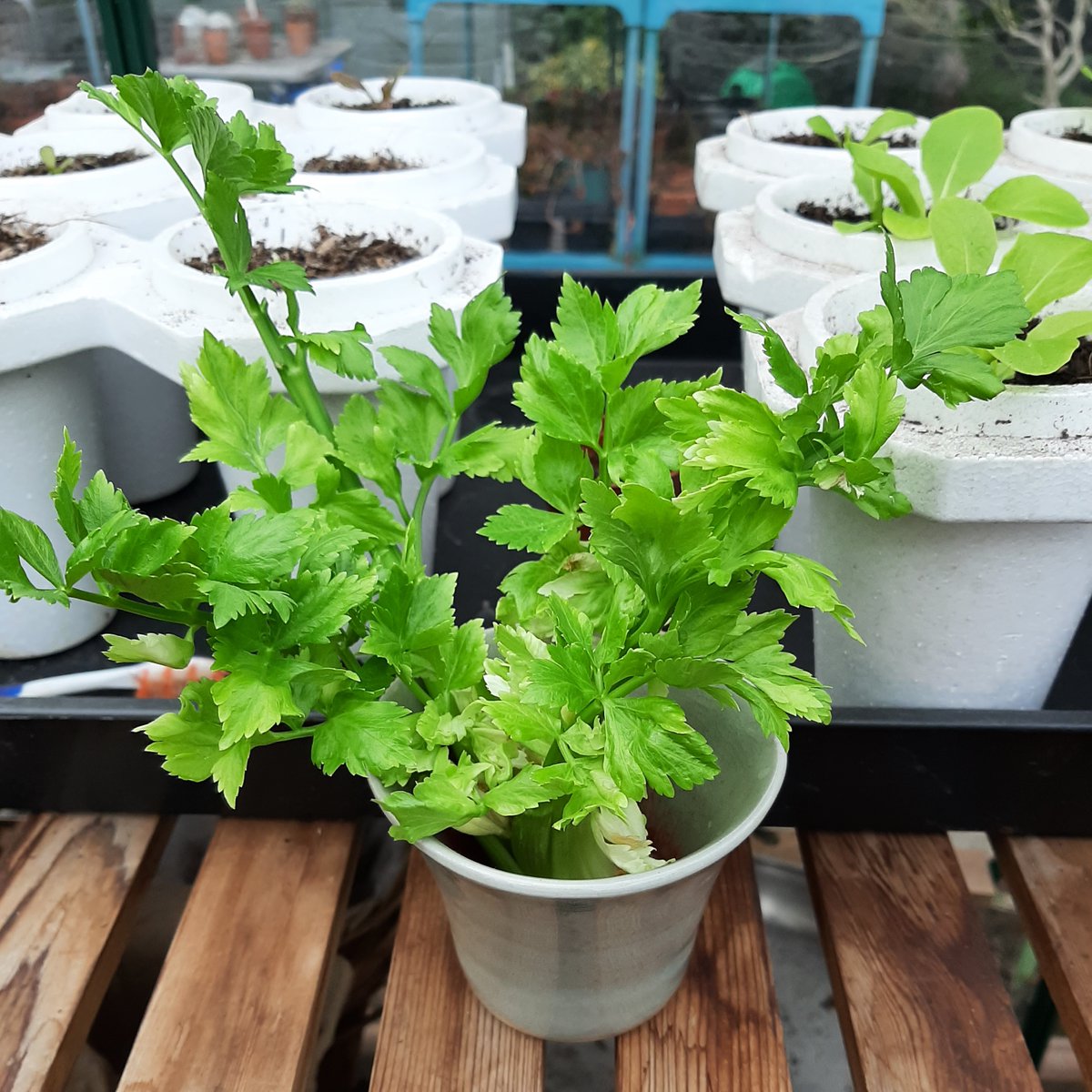 SepidehArkani's tweet photo. I #potted up the bought #celery that I had #rooted in water, today 😀

#Kitchengarden #Growyourown #windowsillgarden https://t.co/EJeCAX5M60